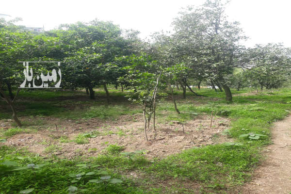فروش زمین کشاورزی شمال ۹۵۰ متر نشتارود روستای دینارسرا-2