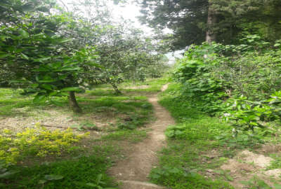 فروش زمین کشاورزی شمال ۹۵۰ متر نشتارود روستای دینارسرا