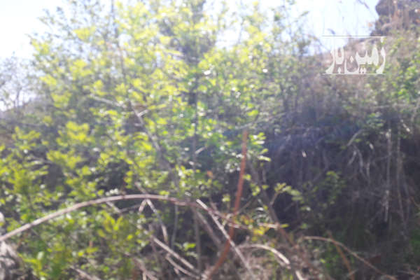 فروش زمین باغ تهران ۱۰۰ متر لواسان روستای برگ جهان-2