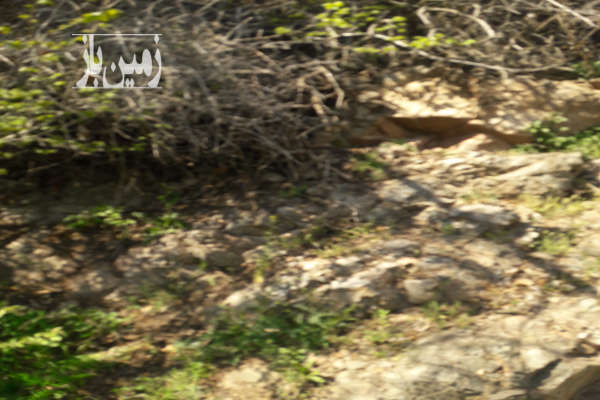فروش زمین باغ تهران ۱۰۰ متر لواسان روستای برگ جهان-4
