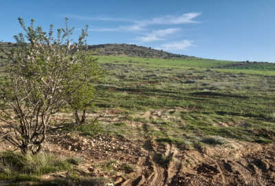 فروش زمین باغ کشاورزی فارس ۱۰۰۰ متر شیراز دهنو قلندری