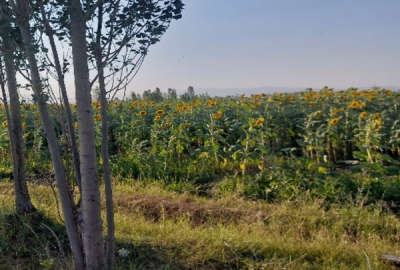 فروش زمین مسکونی باغی کشاورزی آذربایجان غربی ۱۰۰۰ متر خوی روستای قوروق