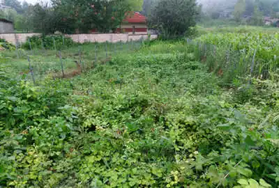 زمین مسکونی ۱۷۰ متر هزار جریب روستای استخرپشت