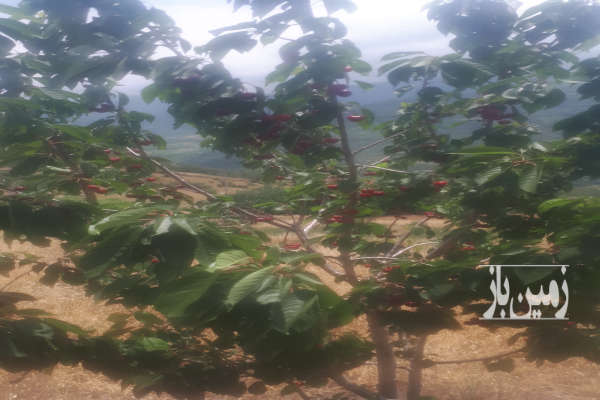 فروش زمین باغ گلستان ۱۵۰۰ متر رامیان روستای کوهستانی رضی-3