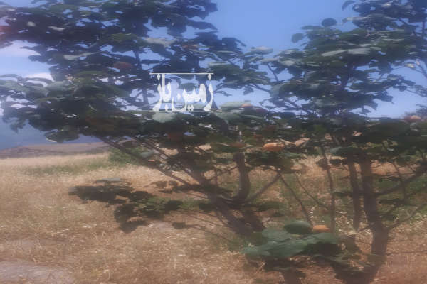 فروش زمین باغ گلستان ۱۵۰۰ متر رامیان روستای کوهستانی رضی-4