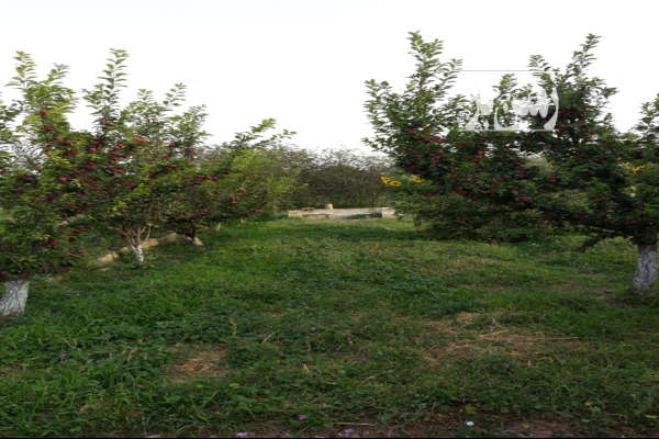فروش زمین باغ قزوین ۶۰۰۰ متر مجاور روستای قدیم آباد-1