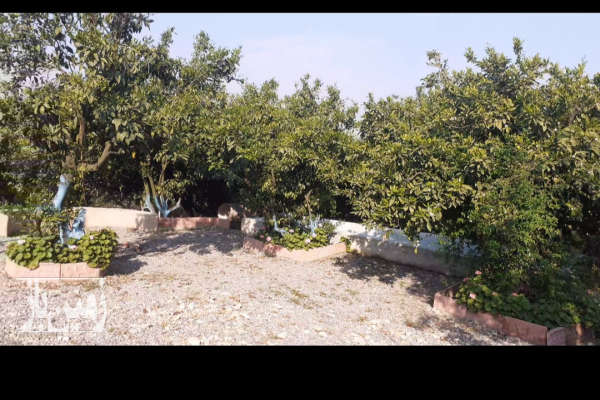 فروش باغ مسکونی شمال با ۱۰۱۵ متر زمین ساری اتوبان قائمشهر روستای خنار آباد-3