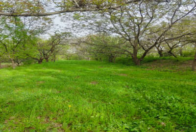 فروش باغ آذربایجان شرقی با ۱۰۰۰ متر زمین میانه روستای شیویار