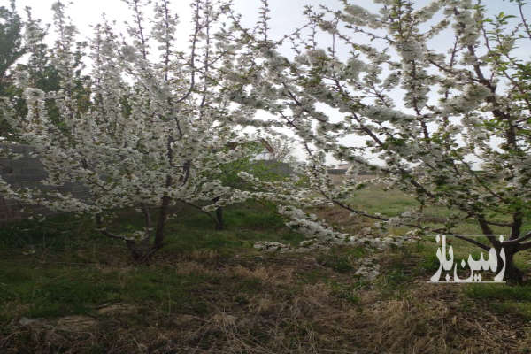 فروش زمین کشاورزی البرز ۴۱۹۹ متر تهراندشت روستای قنبراباد-3