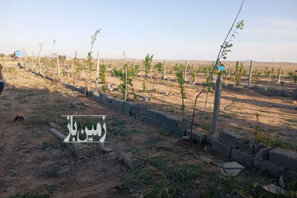 فروش زمین کشاورزی البرز ۵۰۹ متر کردان زعفرانیه دولت آباد جام جم-2