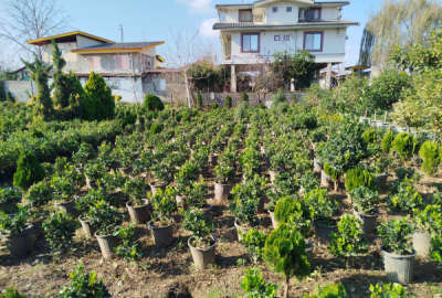فروش زمین مسکونی باغی گیلان ۲۵۵۲ متر رودسر به سمت کلاچای روستای دعویسرا