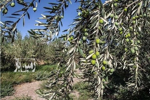 فروش باغ زنجان با ۶ هکتار زمین طارم هزاررود هارون اباد-1