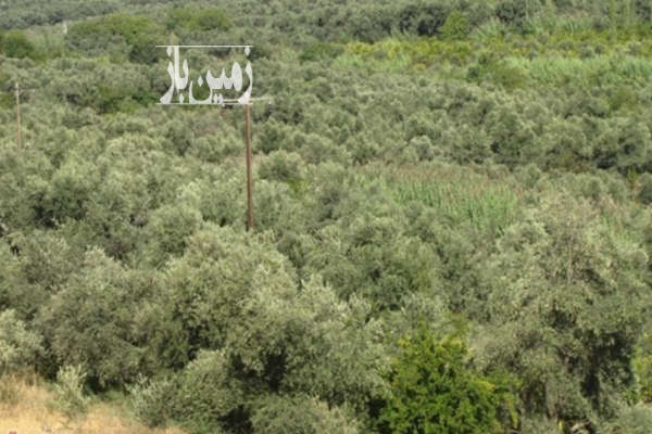 فروش باغ زنجان با ۶ هکتار زمین طارم هزاررود هارون اباد-2