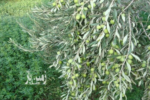 فروش باغ زنجان با ۶ هکتار زمین طارم هزاررود هارون اباد-3
