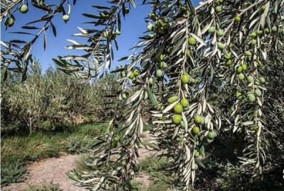 فروش باغ زنجان با ۶ هکتار زمین طارم هزاررود هارون اباد