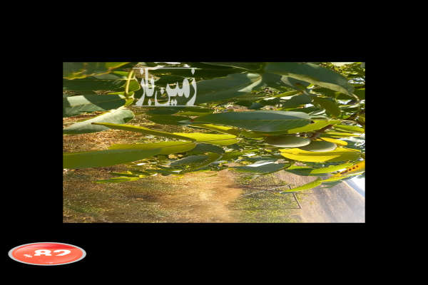 فروش زمین باغ مرکزی ۱۵۰۰ متر غرق‌ آباد جاده سنگر-4