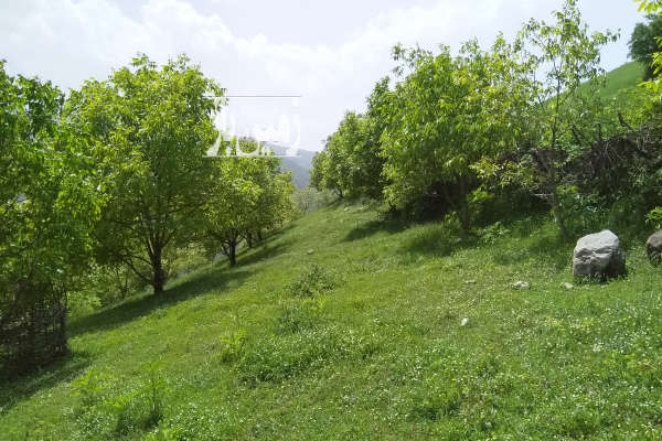 فروش زمین باغ شمال ۱۲۶۴۱ متر نکا روستای اسماعیل محله-2
