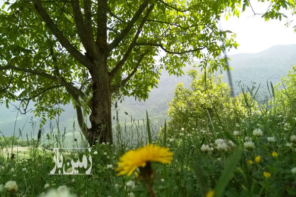 فروش زمین باغ شمال ۱۲۶۴۱ متر نکا روستای اسماعیل محله-3