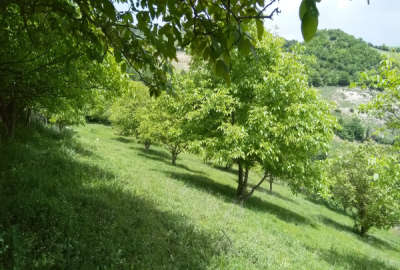 فروش زمین باغ شمال ۱۲۶۴۱ متر نکا روستای اسماعیل محله