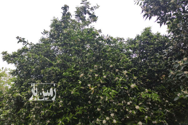 فروش باغ شمال با ۳۱۲ متر زمین بابل خانه سرا-1