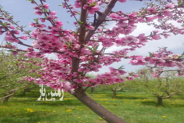 فروش زمین باغ زنجان ۴۲۰۰ متر صایین‌ قلعه-2