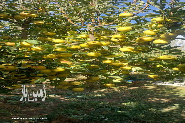 فروش زمین باغ زنجان ۴۲۰۰ متر صایین‌ قلعه-3