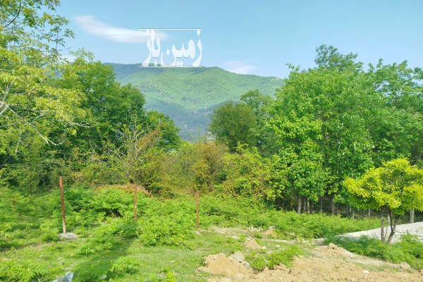 فروش زمین مسکونی شمال ۳۱۰ متر رامسر روستای گاورمک-2