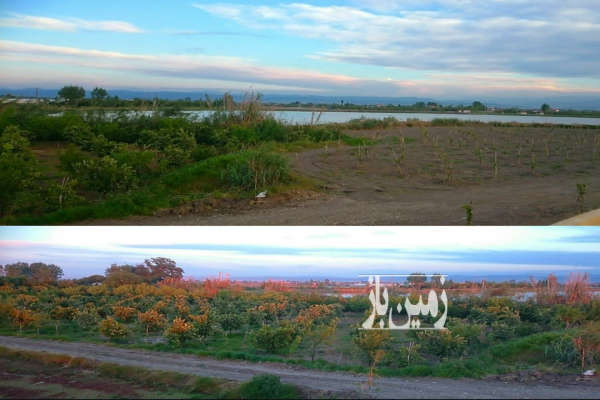 فروش زمین مسکونی کشاورزی شمال ۱۸۰۰ متر کیاکلا-1