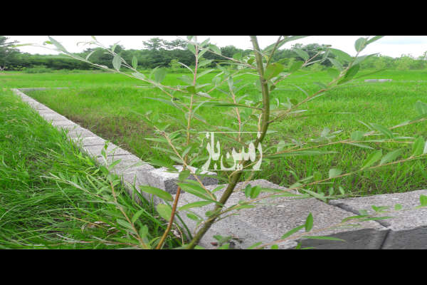 فروش زمین باغ گیلان ۳۲۴ متر لاهیجان روستایی-2