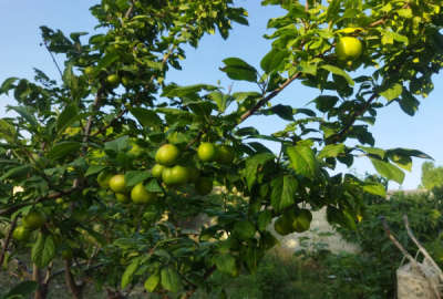 فروش زمین باغ البرز ۵۰۰ متر هشتگرد روستای حاجی بیگ