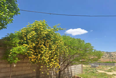 فروش زمین مسکونی باغی فارس ۷۰۰ متر اردکان منطقه همایجان