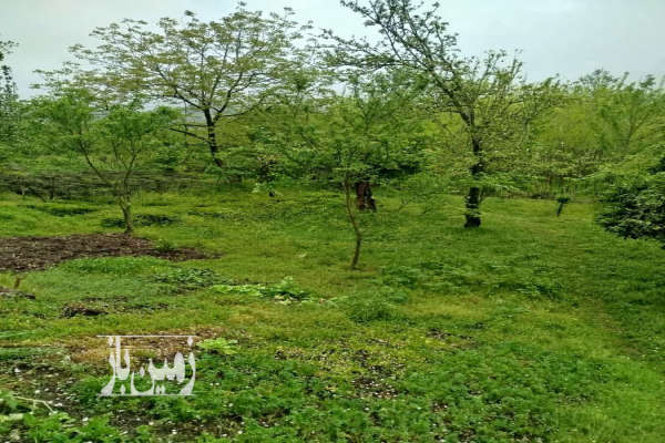 فروش زمین مسکونی گیلان ۵۰۰ متر فومن جاده قلعه رودخان روستای دارباغ-3