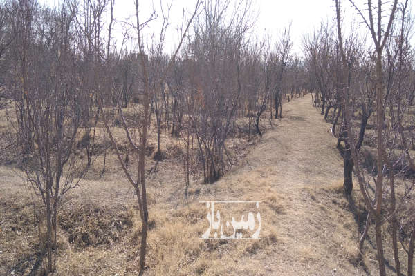 فروش باغ سمنان ۲۱۰۰ متر شاهرود روستای مغان-1