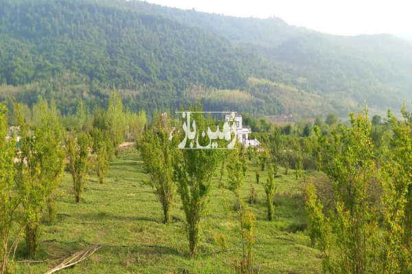 فروش زمین کشاورزی شمال ۵۰۰ متر ساری روستای سقندیکلا-4