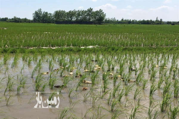 فروش زمین کشاورزی شمال ۸۰۰۰ متر آمل روستای ذاغده-1
