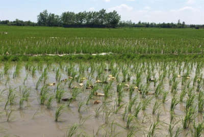 فروش زمین کشاورزی شمال ۸۰۰۰ متر آمل روستای ذاغده