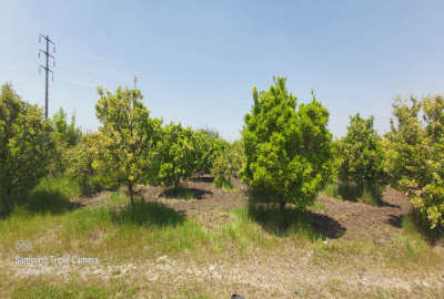 فروش زمین مسکونی باغی شمال ۵۰۰ متر قائمشهر جاده کیاکلا