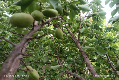 فروش زمین باغ کشاورزی تهران ۱۰۰۰ متر ملارد مشجر