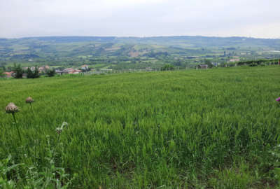 فروش زمین باغ کشاورزی شمال ۱۲۰۰ متر ساری میاندورود روستای دارابکلا