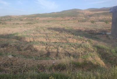 فروش زمین باغ زنجان ۲۶۰۰ متر ابهر روستای ایسباز