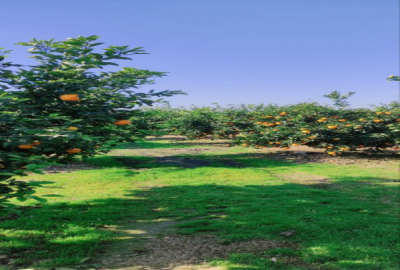 فروش زمین باغ شمال ۱۱۶۰ متر ساری جاده دریا روستای ماهفروز