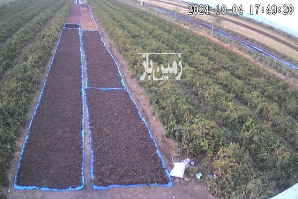 فروش زمین باغ قزوین ۴۰۰۰۰ متر تاکستان روستای قمیک بزرگ-2