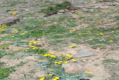 فروش زمین مسکونی شمال ۱۰۰ متر بابل بندپی شرقی روستای شیخ موسی