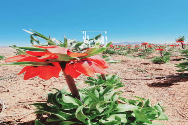 فروش زمین باغ اصفهان ۲۰۰۰ متر داران-2