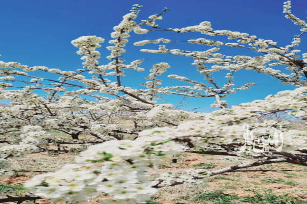 فروش زمین باغ اصفهان ۲۰۰۰ متر داران-3