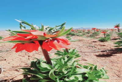 فروش زمین باغ اصفهان ۲۰۰۰ متر داران