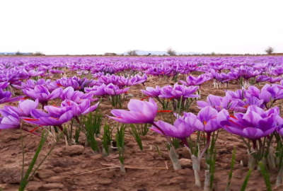 فروش زمین باغ صنعتی کشاورزی مرکزی ۳۰۰۰۰ متر ساوه جاده قدیم ساوه همدان