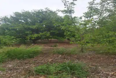 فروش زمین باغ ۳۳۳۶ متر بابلکنار مشجر