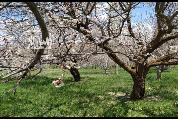 فروش زمین باغ کشاورزی زنجان ۳۰۰۰۰ متر روستایی-1