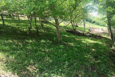 فروش زمین مسکونی شمال ۶۰۰ متر ساری دودانگه روستای سنگده